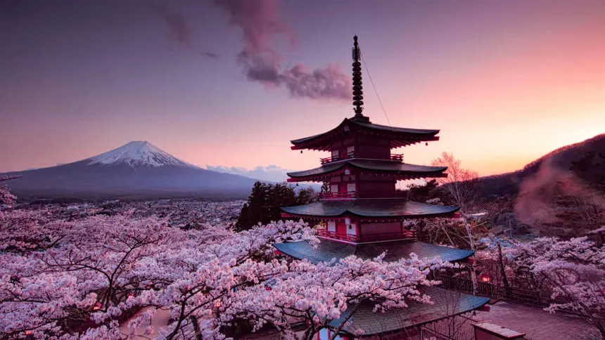 Japan Cherry Blossom Tour in Tokyo and Kyoto